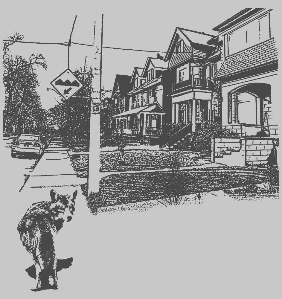 Urban coyote