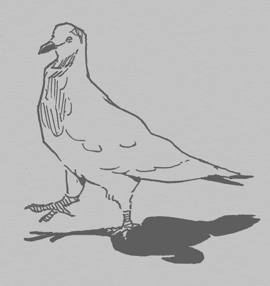 Pigeon (chevreaux)